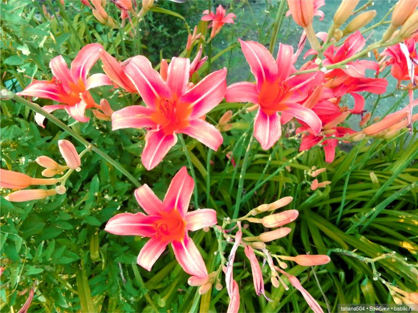 Пенни – цветочница — Винтажные куклы ГДР (Немки): Бигги