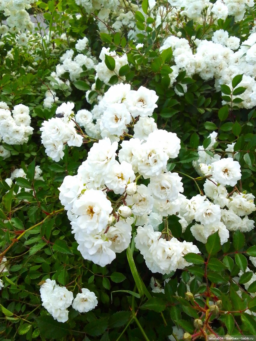 Девочки в цветочках — Куклы Helen Kish (Хелен Киш): Riley (Райли) (фото 9)