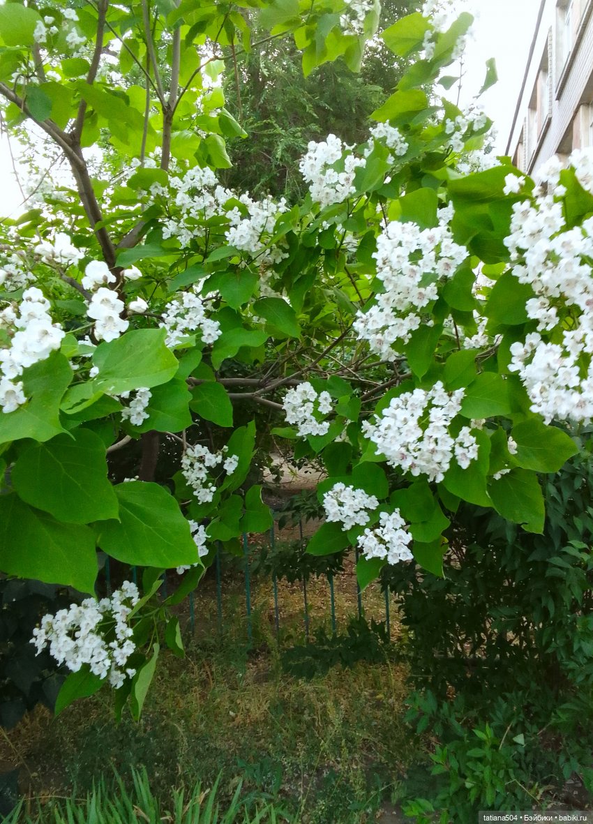 Незатейливые похождения Кишуль (фото 6)