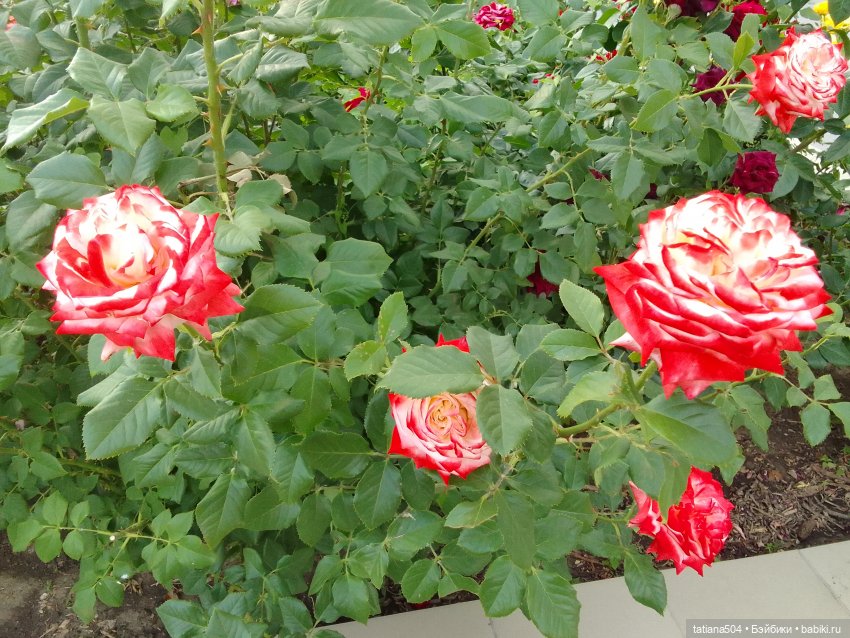 Девочки в цветочках — Куклы Helen Kish (Хелен Киш): Riley (Райли)