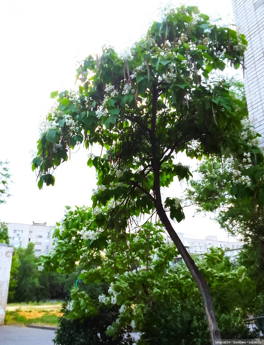 Незатейливые похождения Кишуль (фото 4)