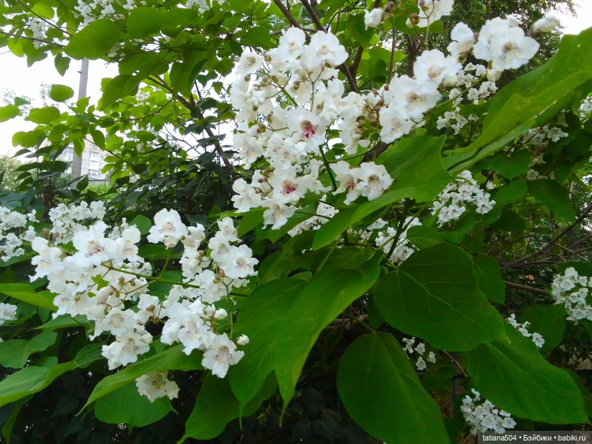 Незатейливые похождения Кишуль (фото 7)