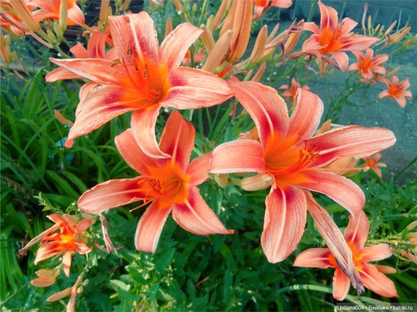 Пенни – цветочница — Винтажные куклы ГДР (Немки): Бигги