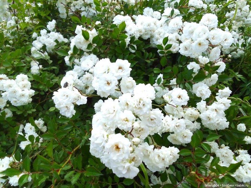 Девочки в цветочках — Куклы Helen Kish (Хелен Киш): Riley (Райли)