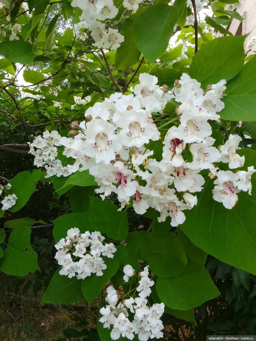 Незатейливые похождения Кишуль