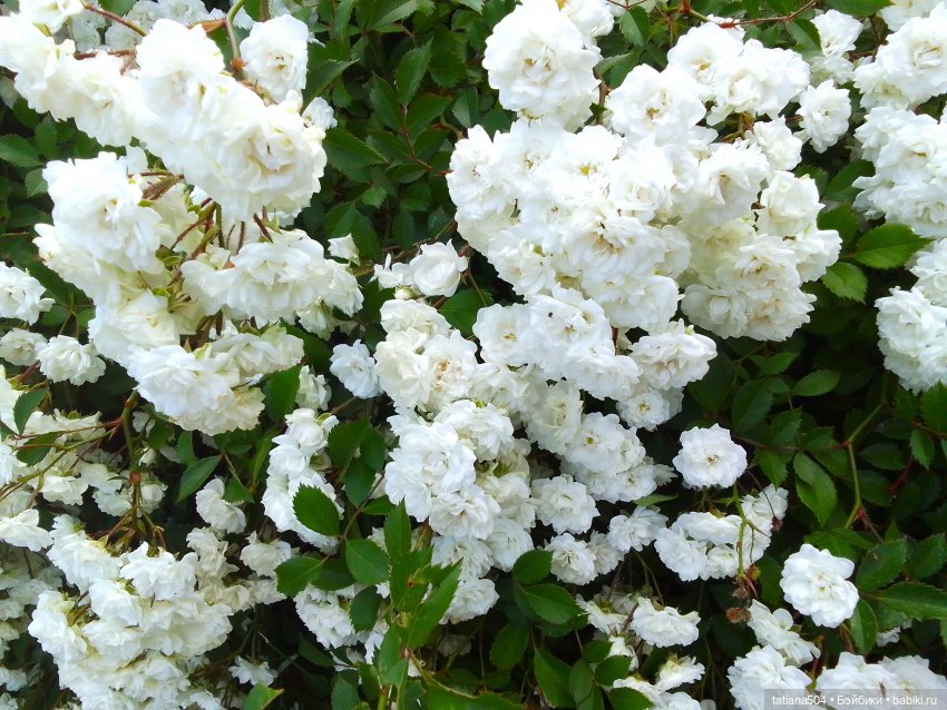 Девочки в цветочках — Куклы Helen Kish (Хелен Киш): Riley (Райли)