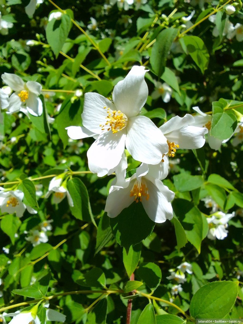 Когда цветет душистый Жасмин (фото 5)