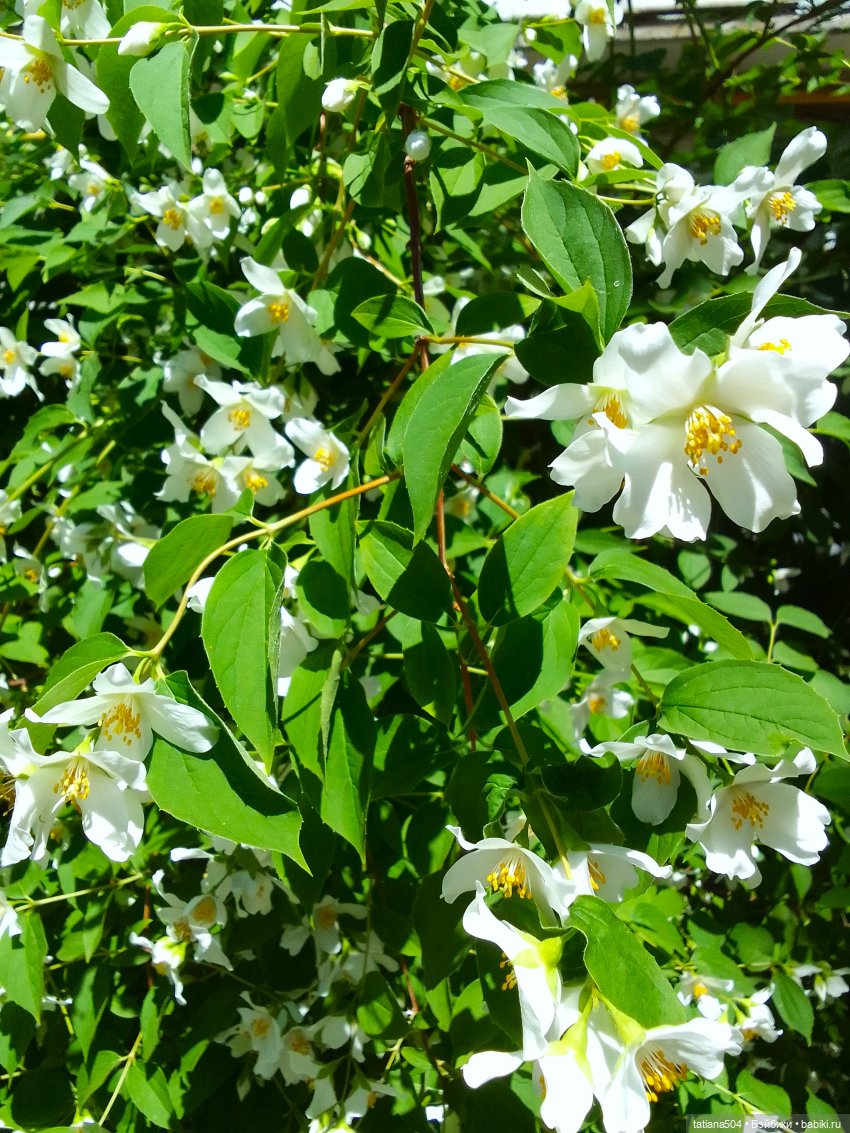 Когда цветет душистый Жасмин