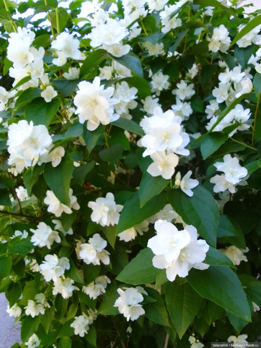 Когда цветет душистый Жасмин