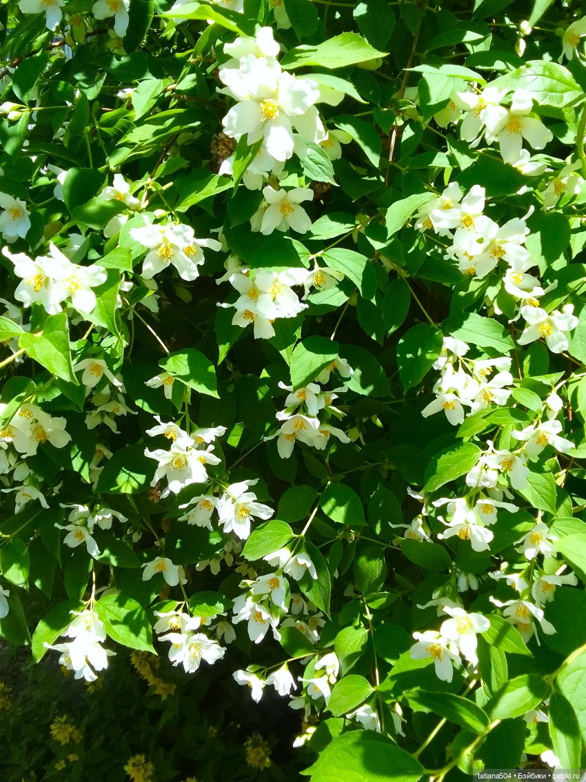 Когда цветет душистый Жасмин (фото 4)
