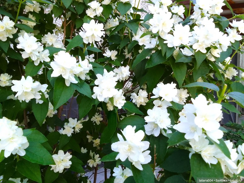 Когда цветет душистый Жасмин