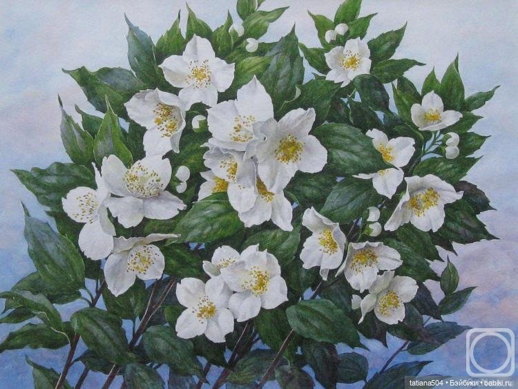 Когда цветет душистый Жасмин