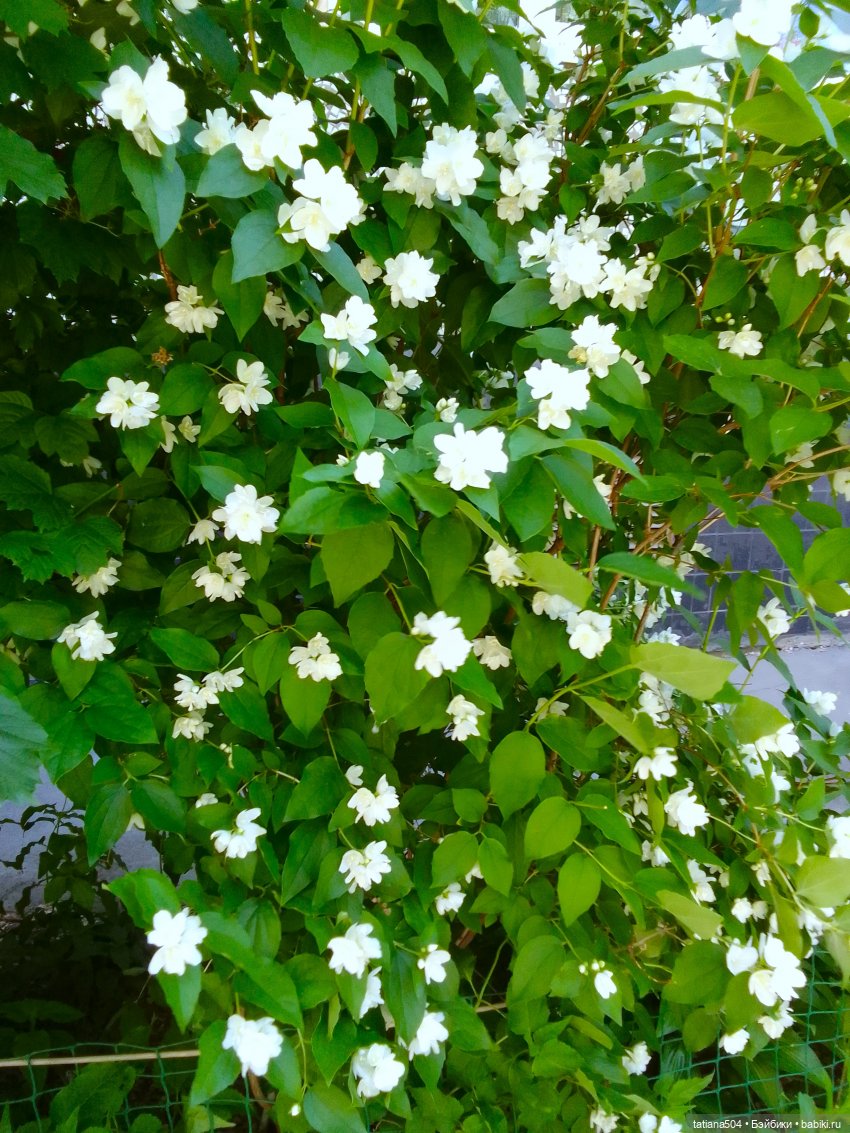 Когда цветет душистый Жасмин (фото 7)