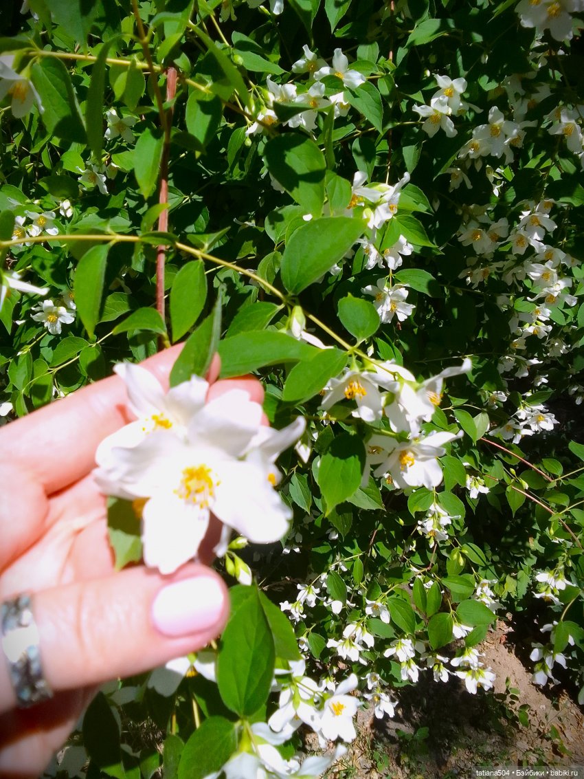 Когда цветет душистый Жасмин