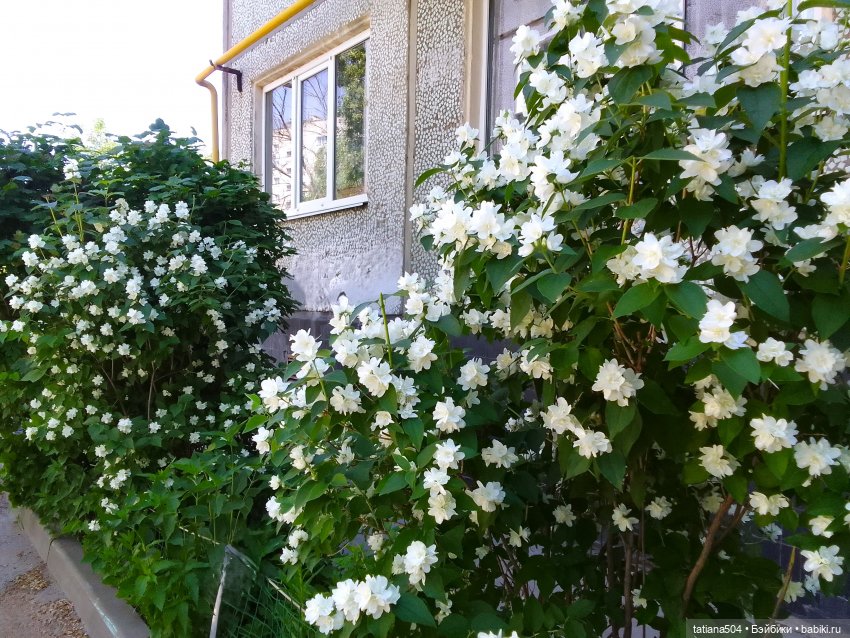 Когда цветет душистый Жасмин