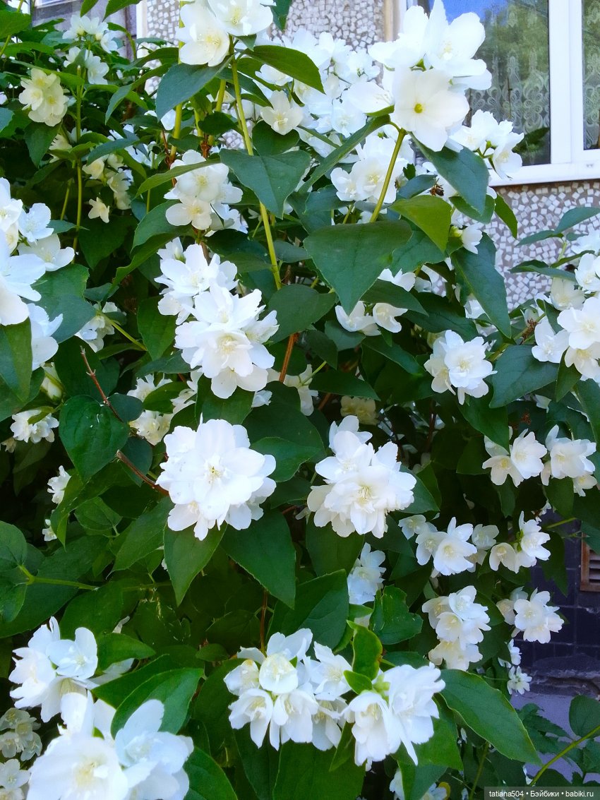 Когда цветет душистый Жасмин