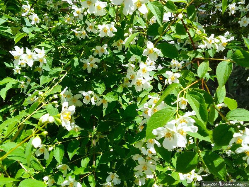 Когда цветет душистый Жасмин