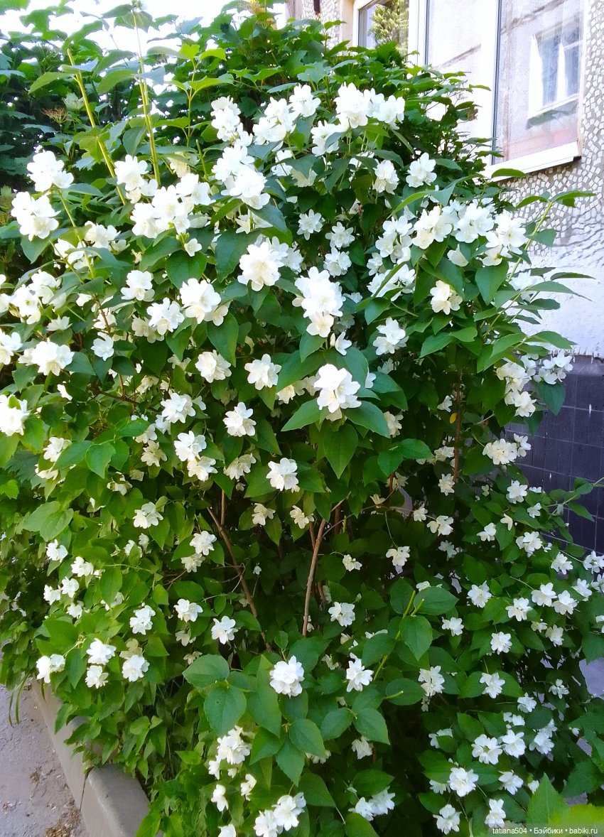 Когда цветет душистый Жасмин