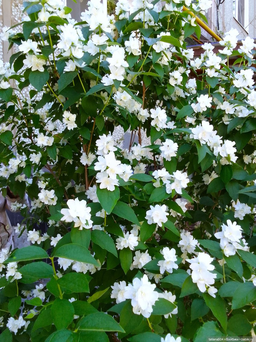 Когда цветет душистый Жасмин