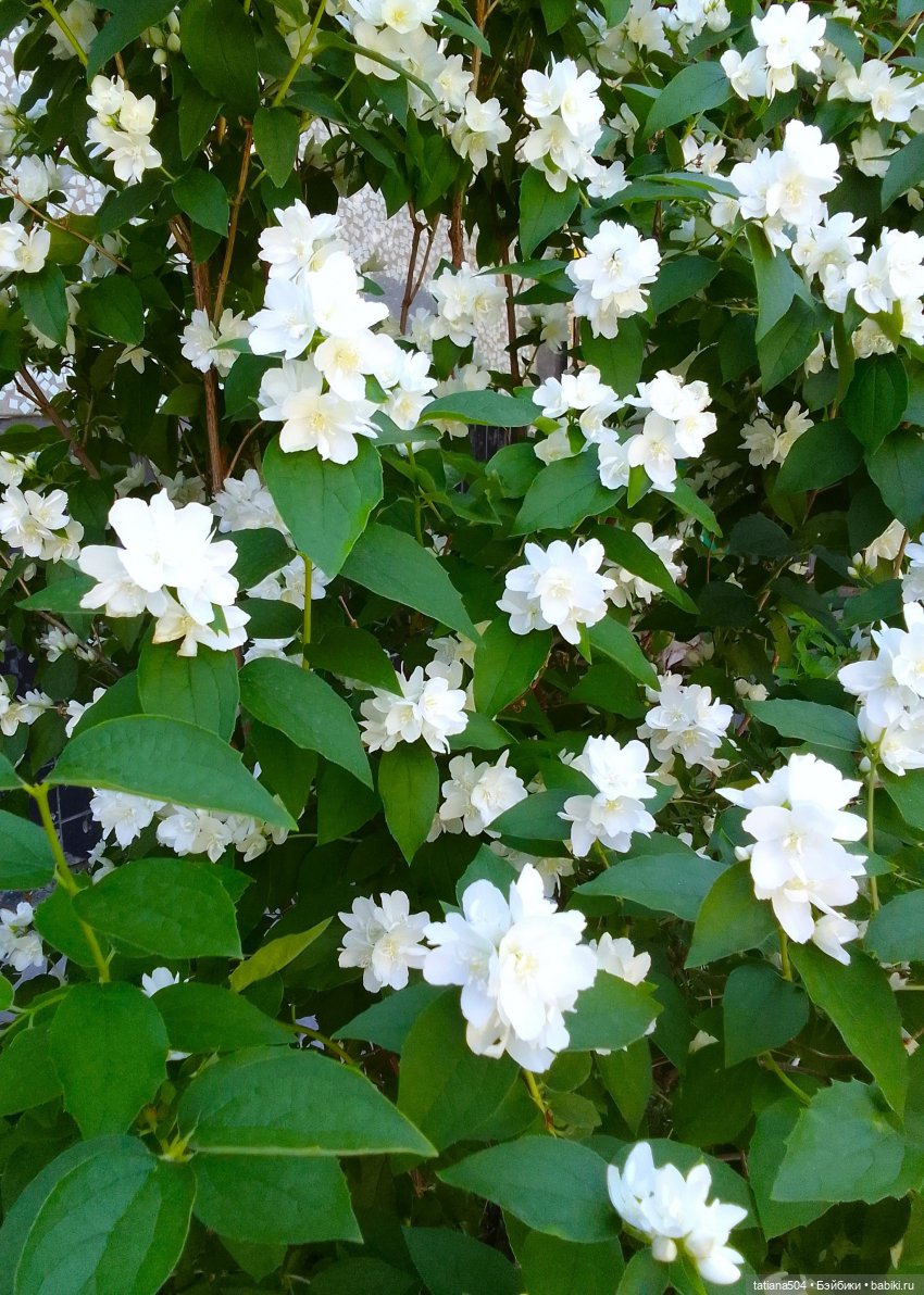 Когда цветет душистый Жасмин