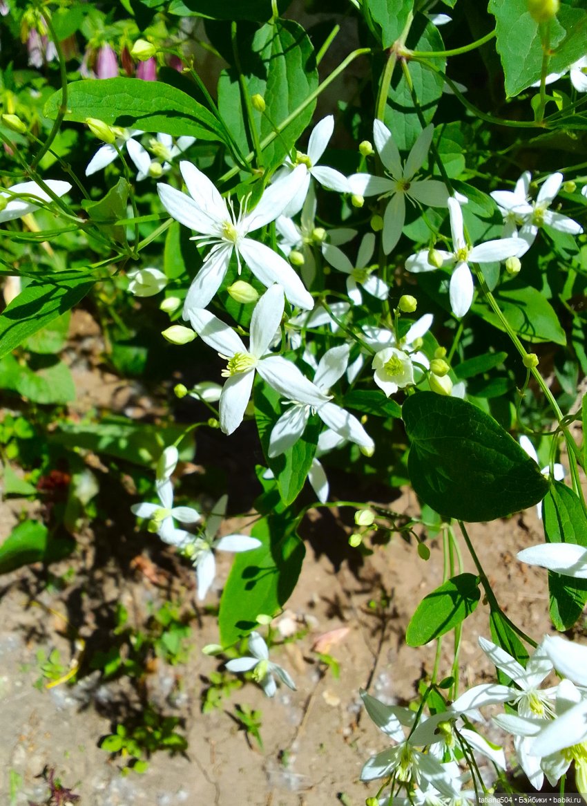 Когда цветет душистый Жасмин (фото 3)