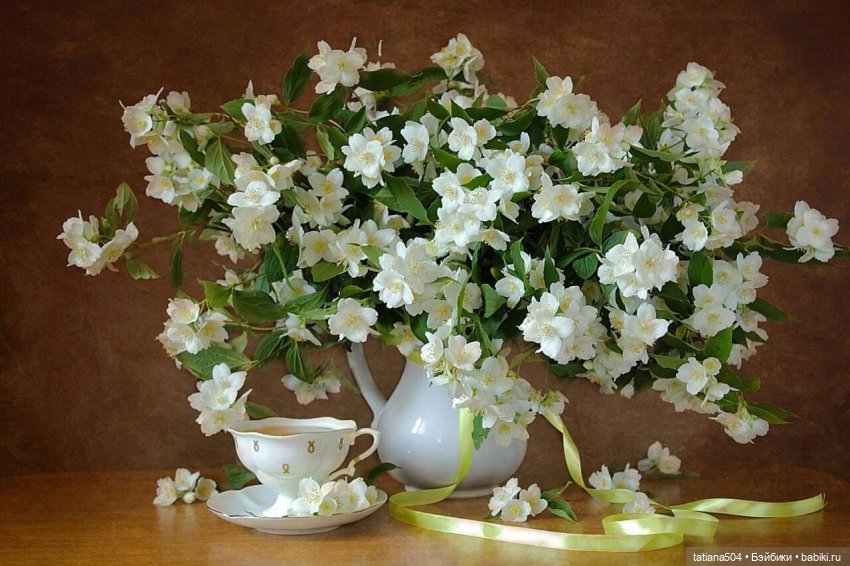 Когда цветет душистый Жасмин