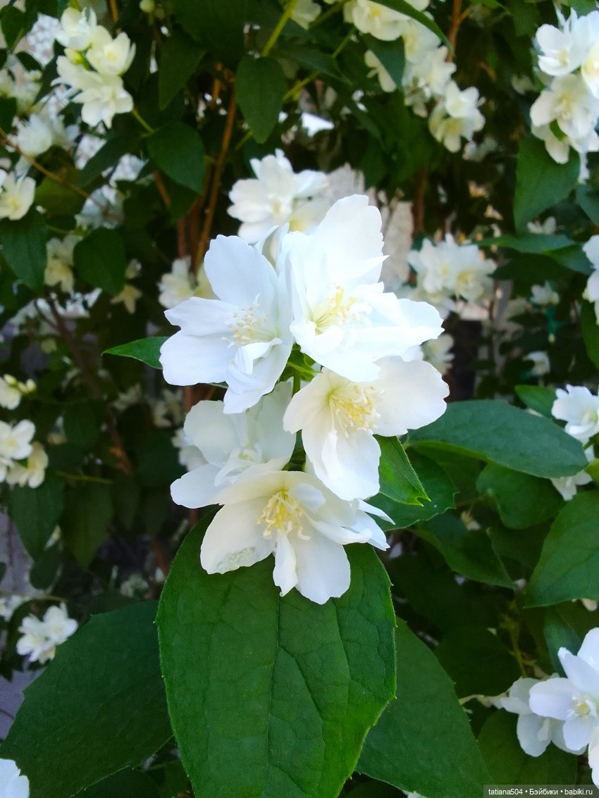 Когда цветет душистый Жасмин