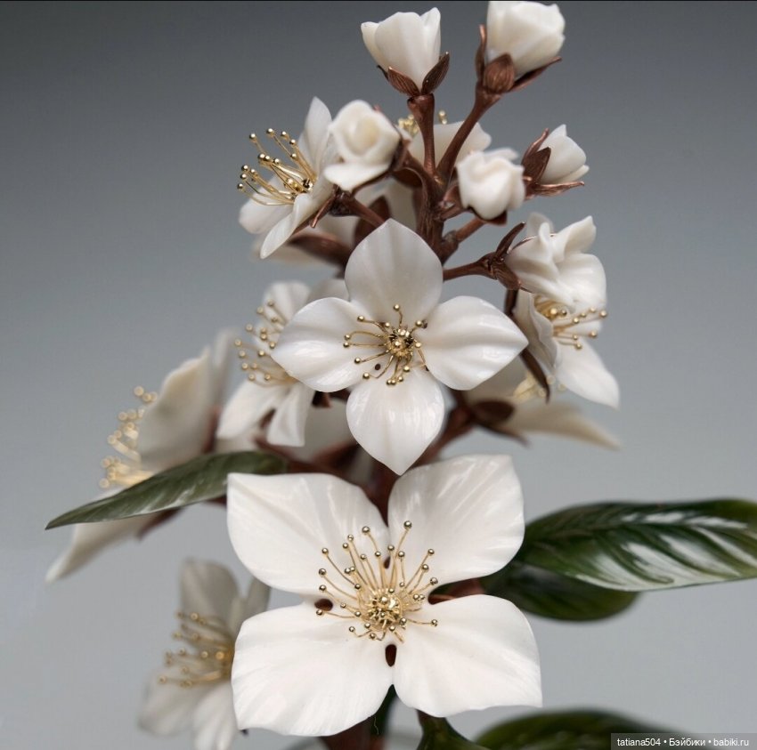 Когда цветет душистый Жасмин