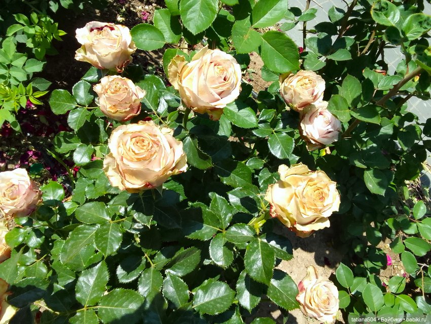 Маша в «Комсомольском садике»