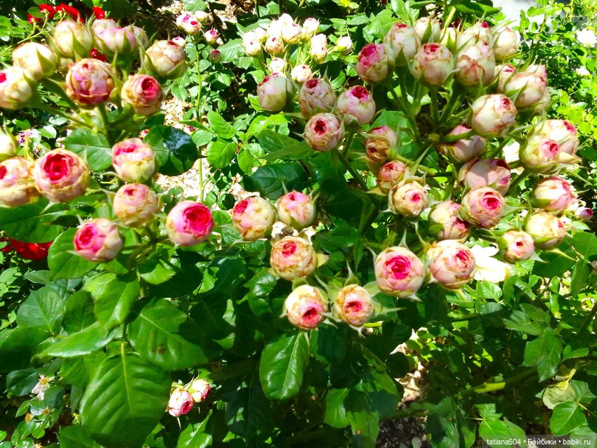 Маша в «Комсомольском садике»