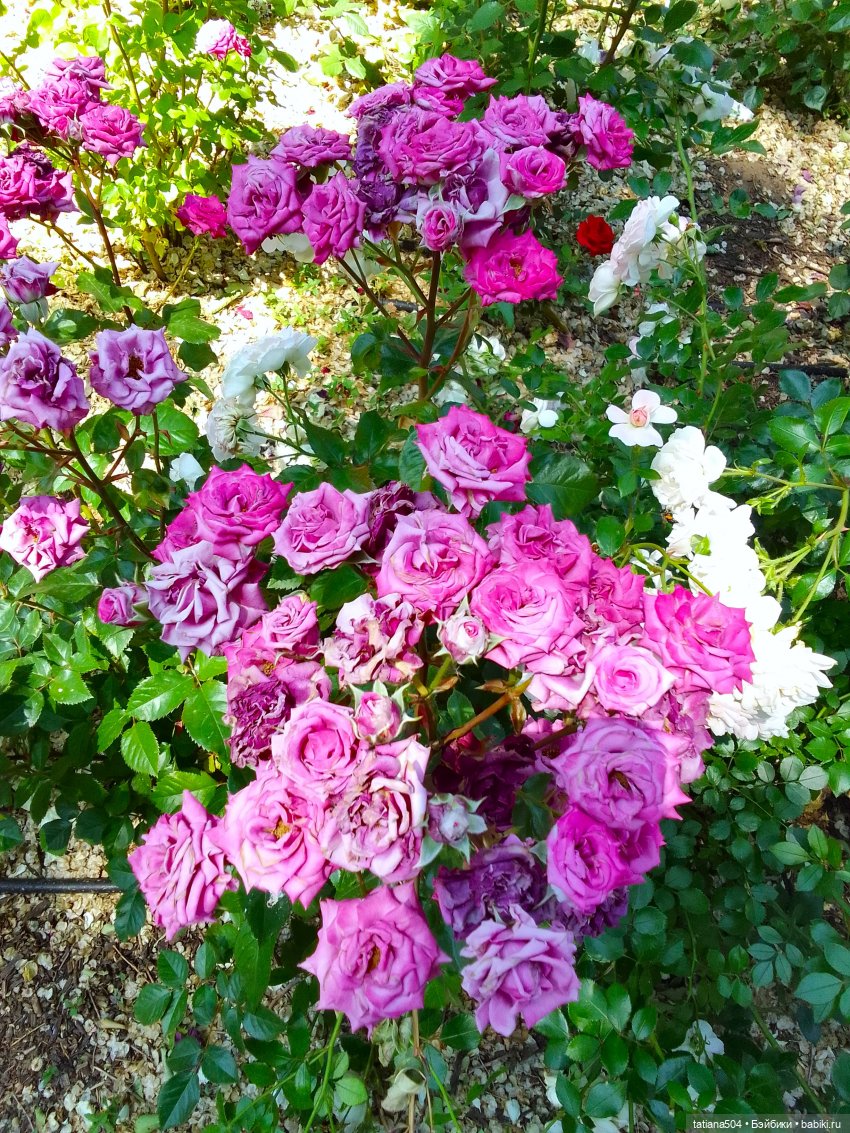 Маша в «Комсомольском садике»