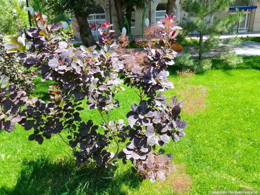 Маша в «Комсомольском садике»