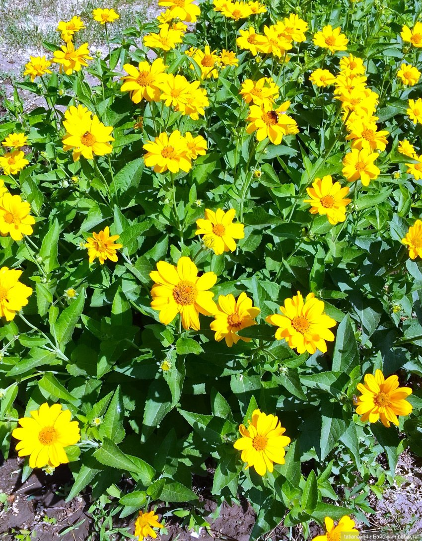 Маша в «Комсомольском садике»