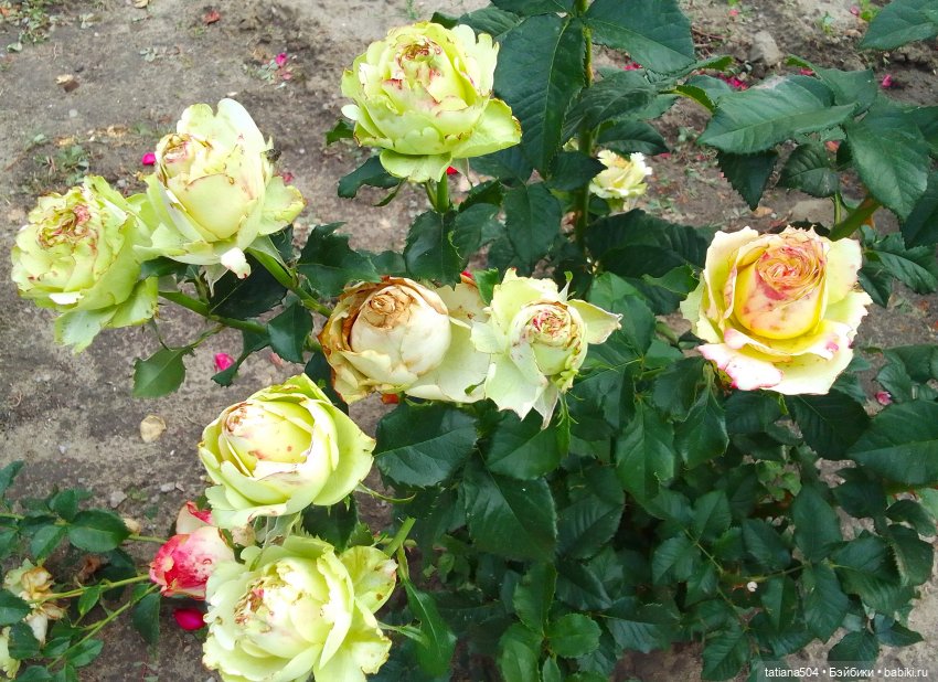 Маша в «Комсомольском садике»