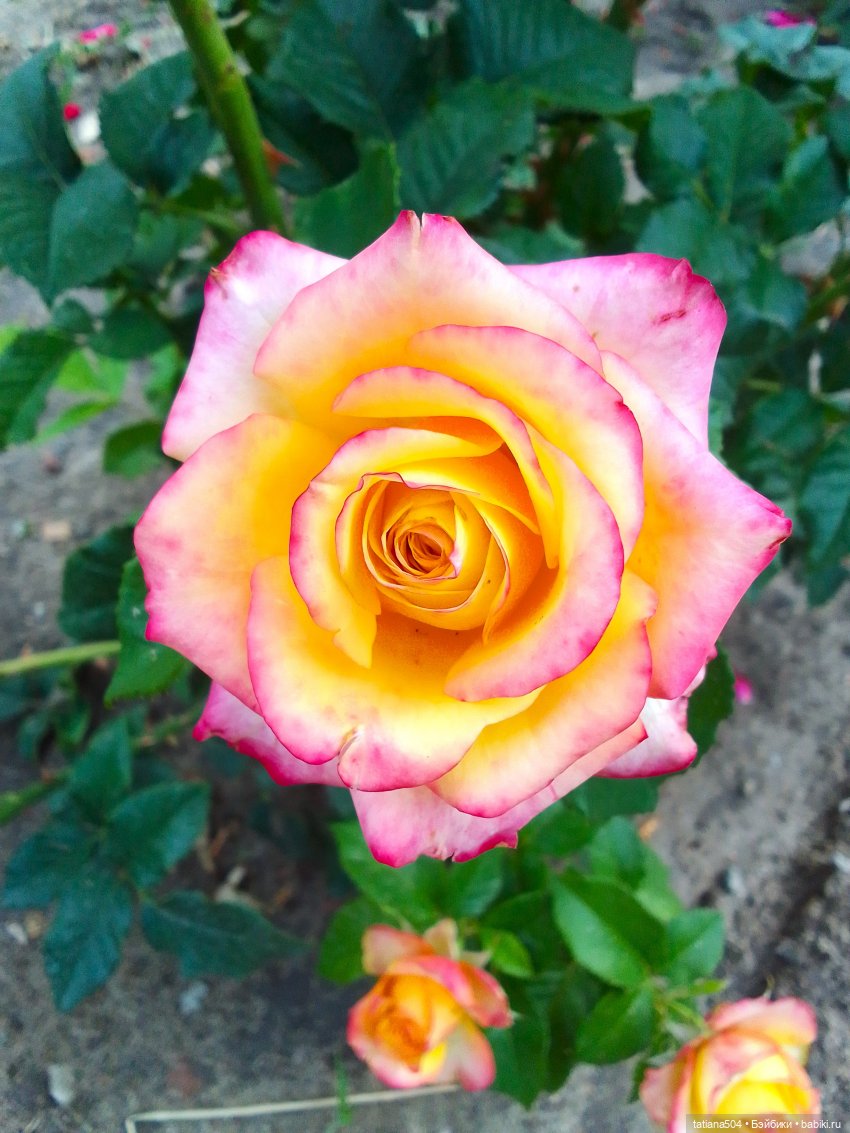 Маша в «Комсомольском садике»