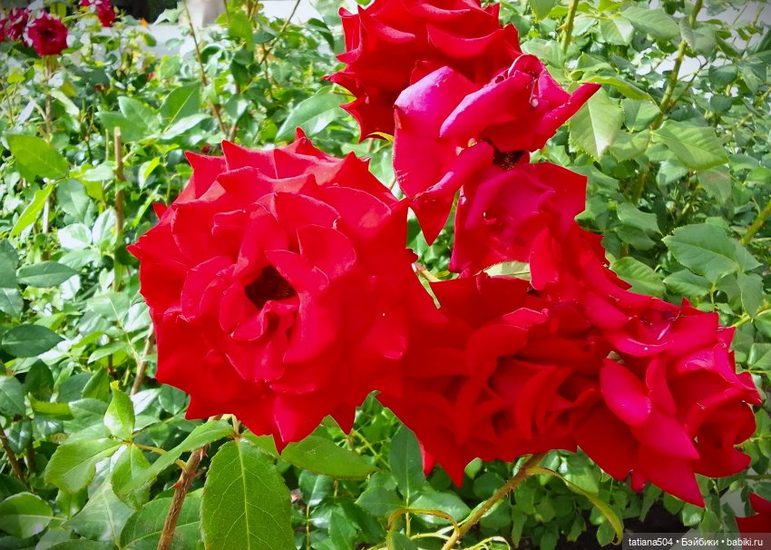 Маша в «Комсомольском садике»