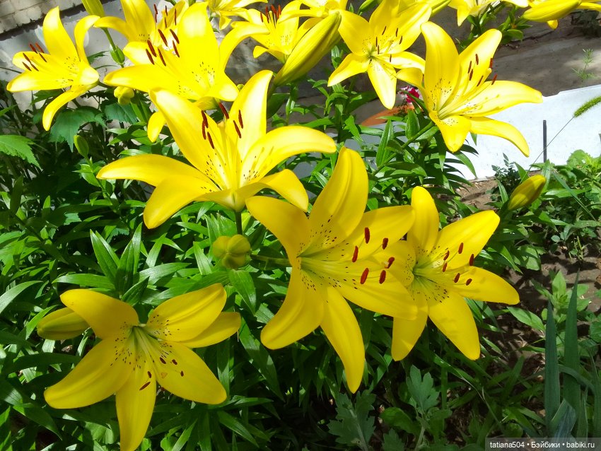 Городская зарисовка с Нанетт