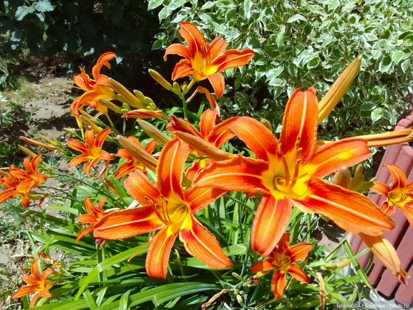 Городская зарисовка с Нанетт