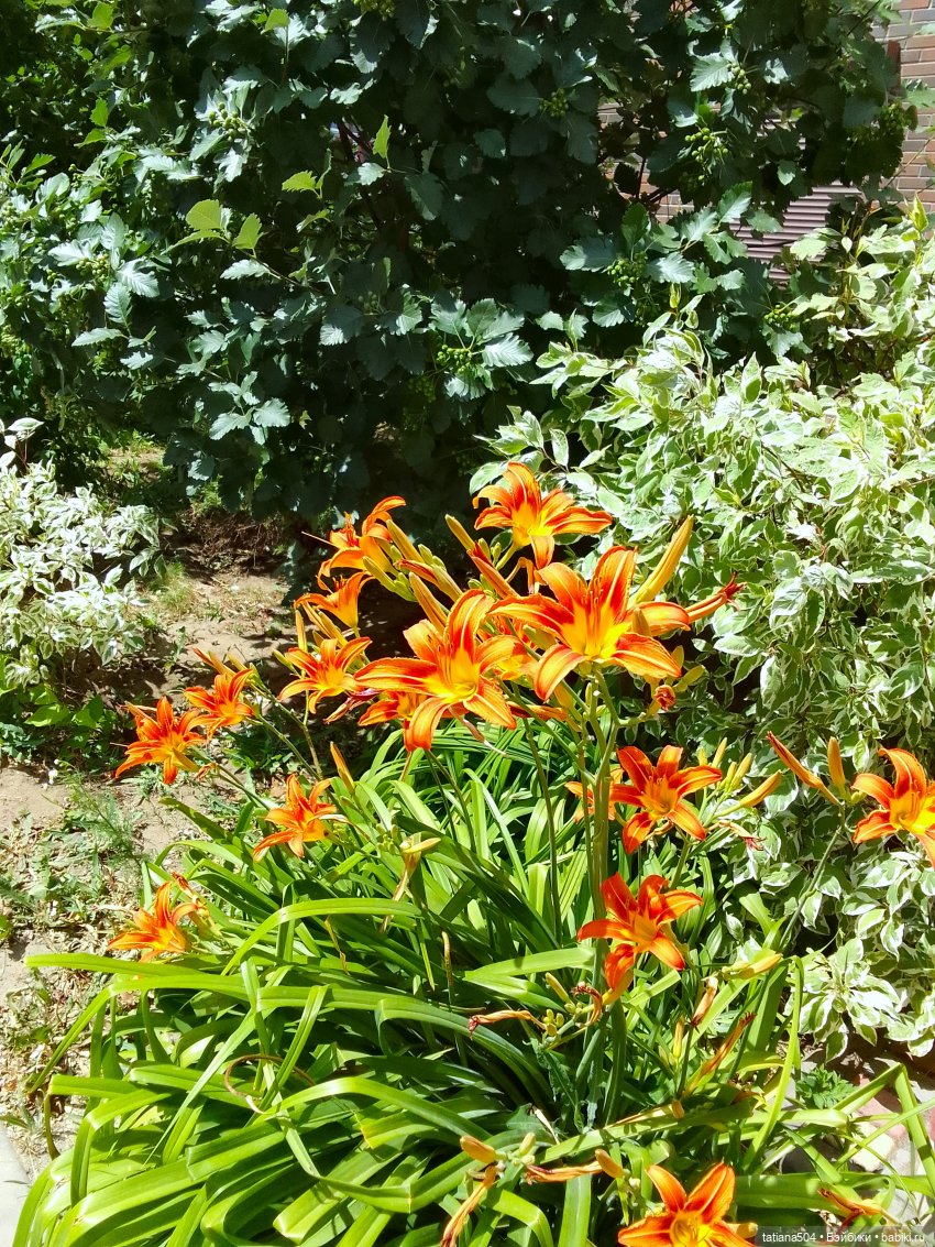 Городская зарисовка с Нанетт