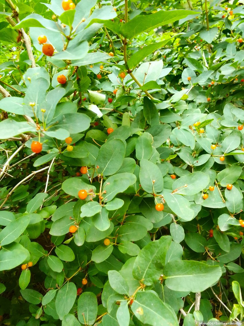 Городская зарисовка с Нанетт