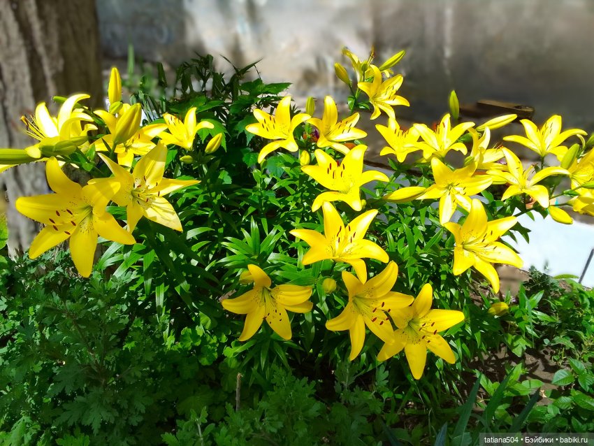 Городская зарисовка с Нанетт (фото 2)