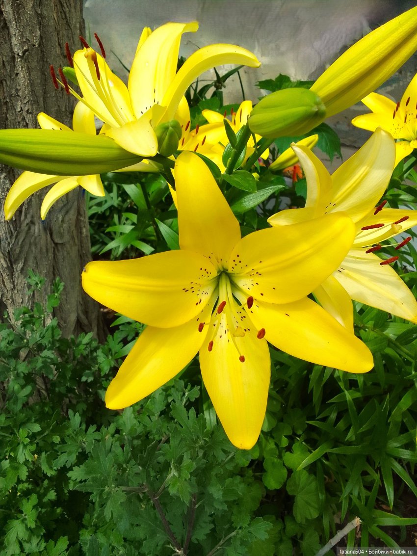 Городская зарисовка с Нанетт