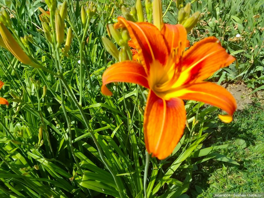 Городская зарисовка с Нанетт