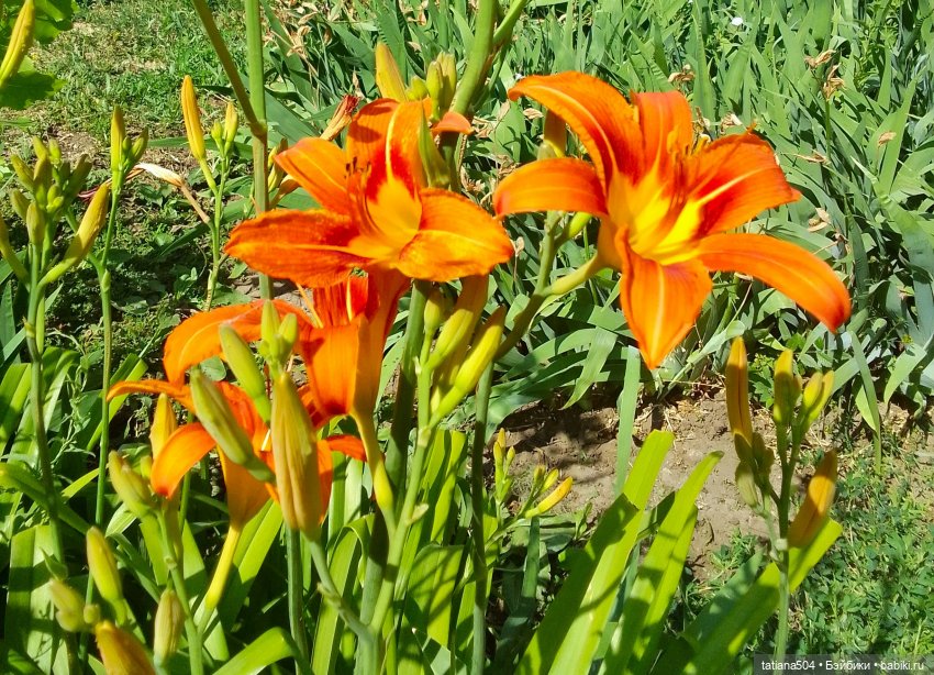 Городская зарисовка с Нанетт