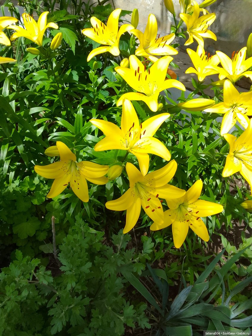 Городская зарисовка с Нанетт (фото 3)