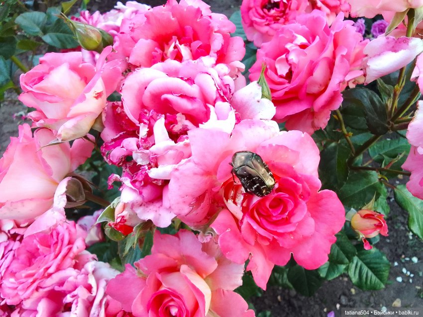 Пенни, розы и грозные жуки