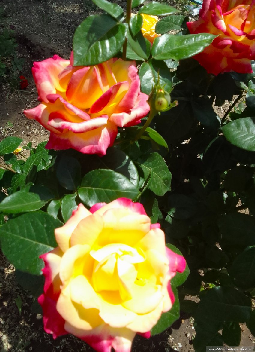 Пенни, розы и грозные жуки (фото 7)