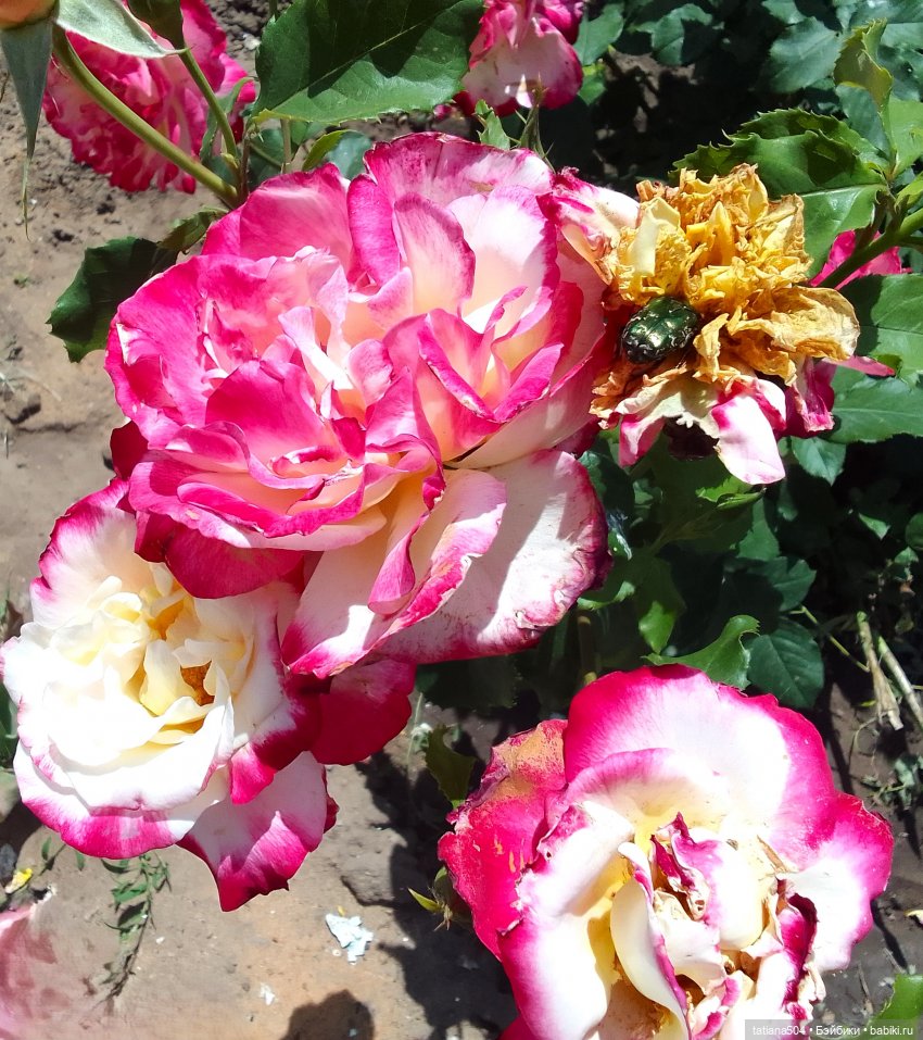 Пенни, розы и грозные жуки