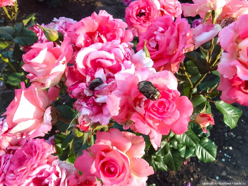 Пенни, розы и грозные жуки