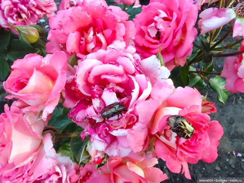 Пенни, розы и грозные жуки